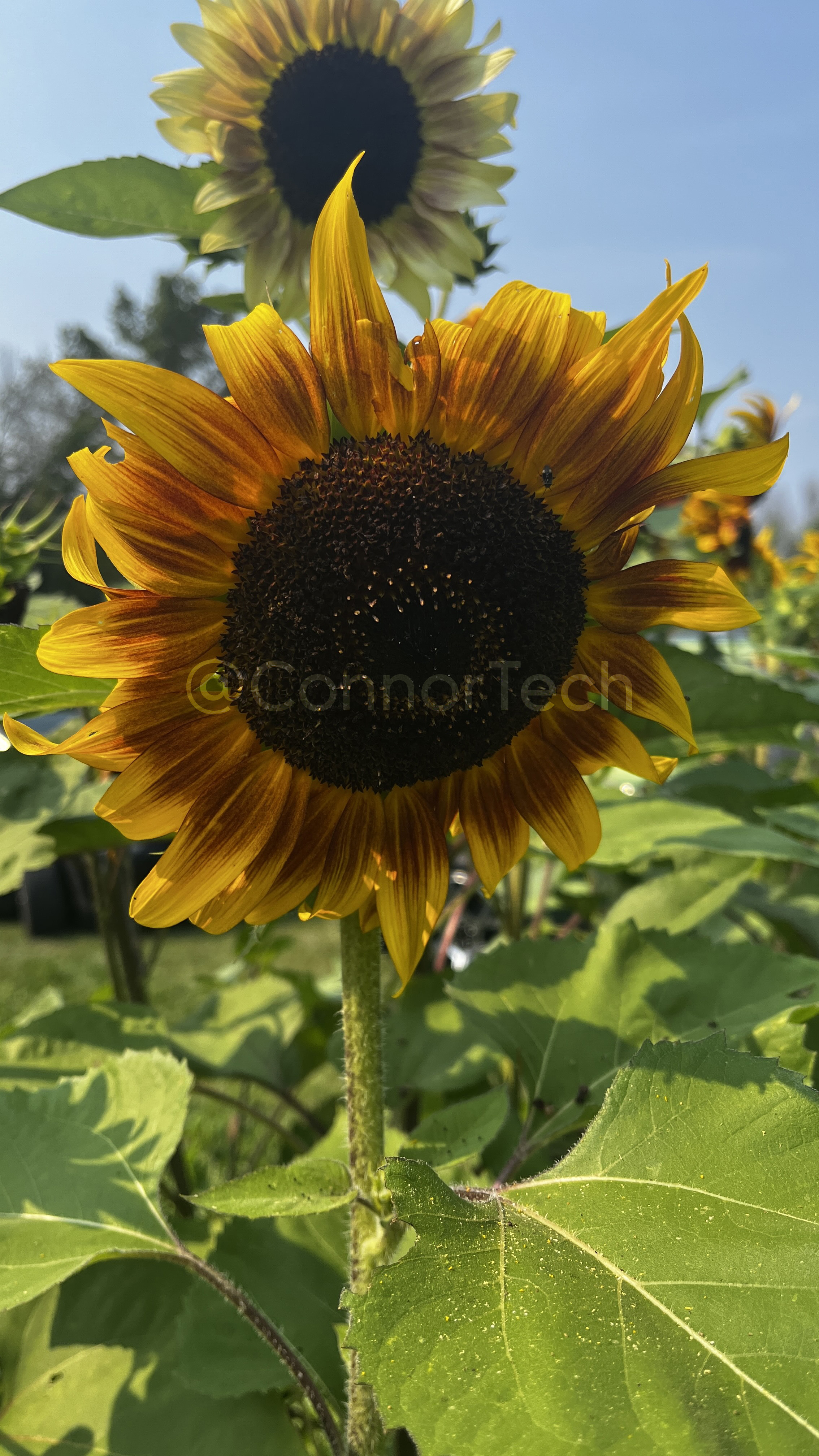 Sunflower